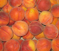 Fresh picked peaches.